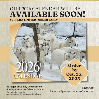 2026 - Savanna Spectacular Calendar! (Package of 6)